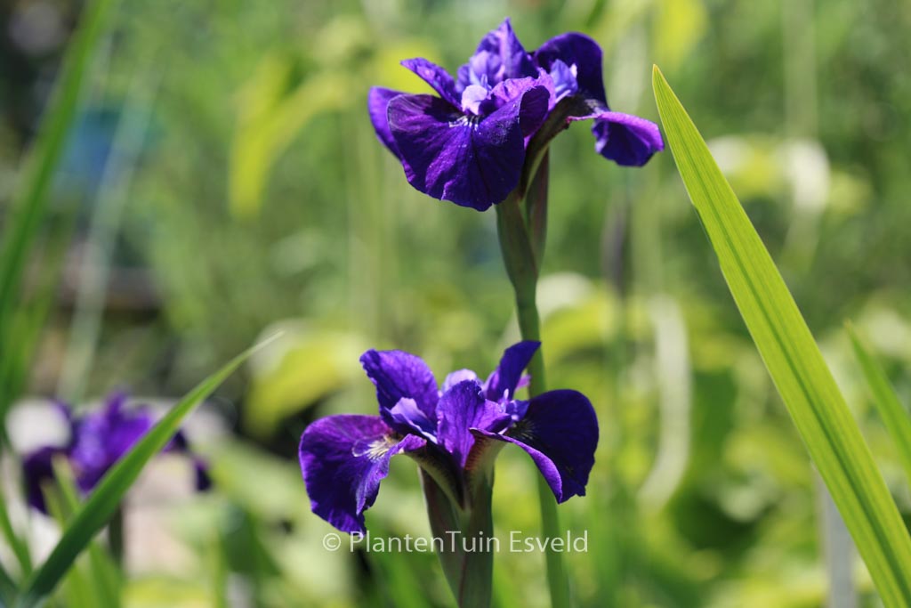 Iris sibirica ‚Ruffled Velvet‘