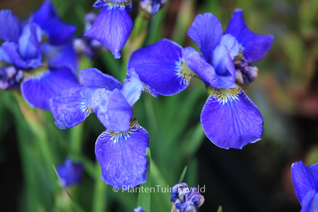 Iris sibirica ‚Silver Edge‘