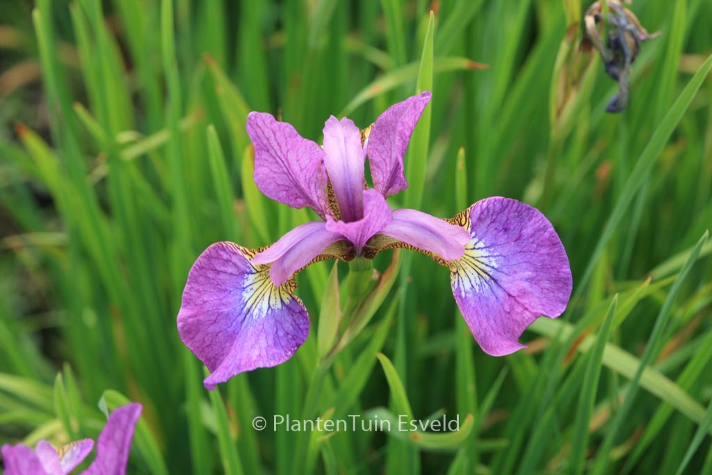 Iris sibirica ‚Sparkling Rose‘