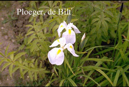 Iris sibirica ‚White Swirl‘