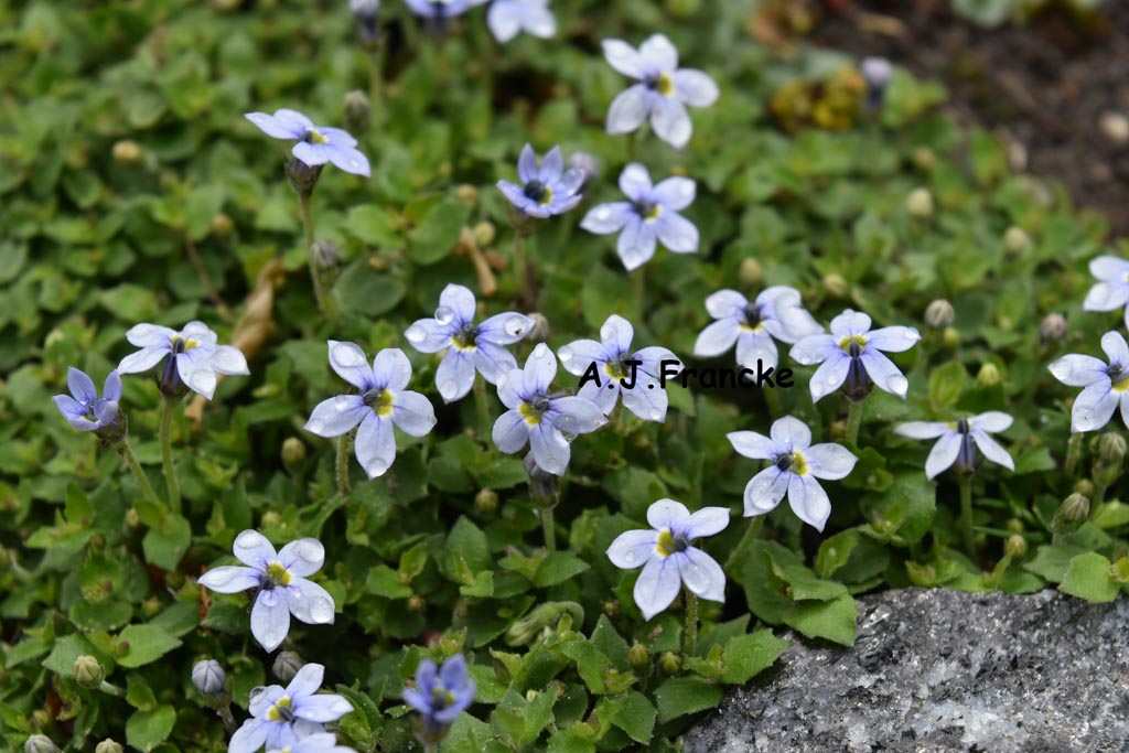 Isotoma fluviatilis