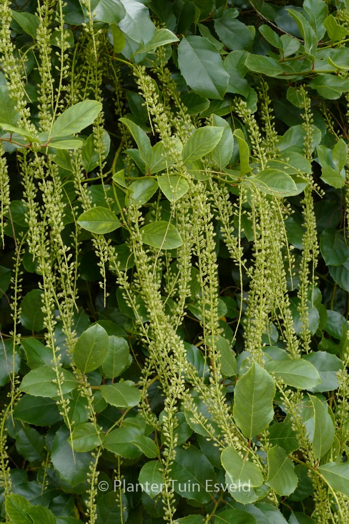 Itea ilicifolia