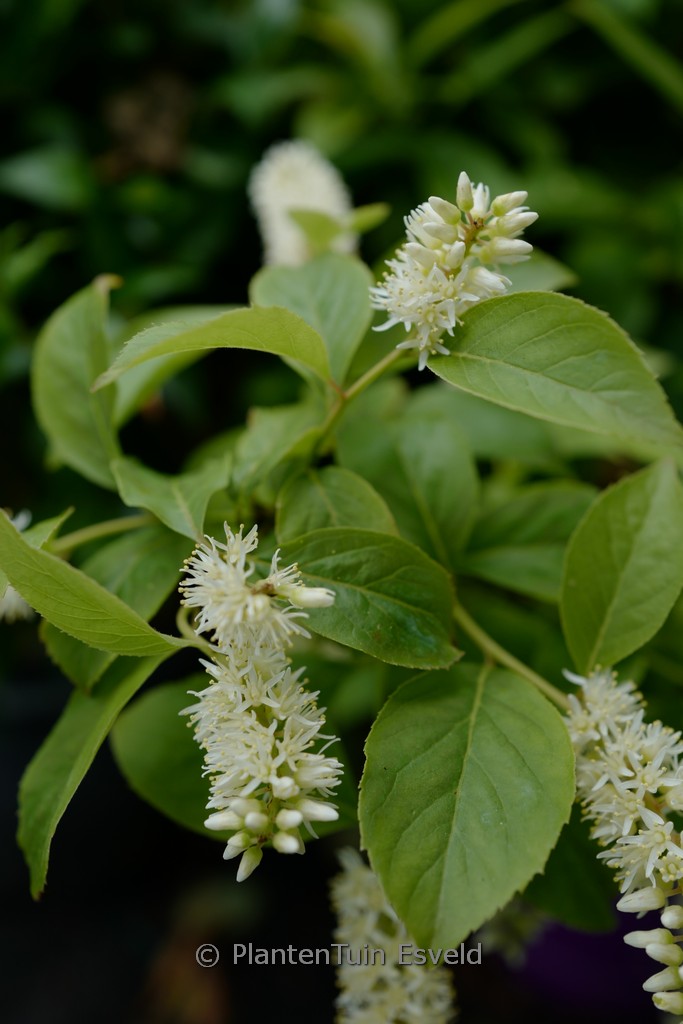 Itea virginica ‚Bailteaone‘ (LOVE CHILD)