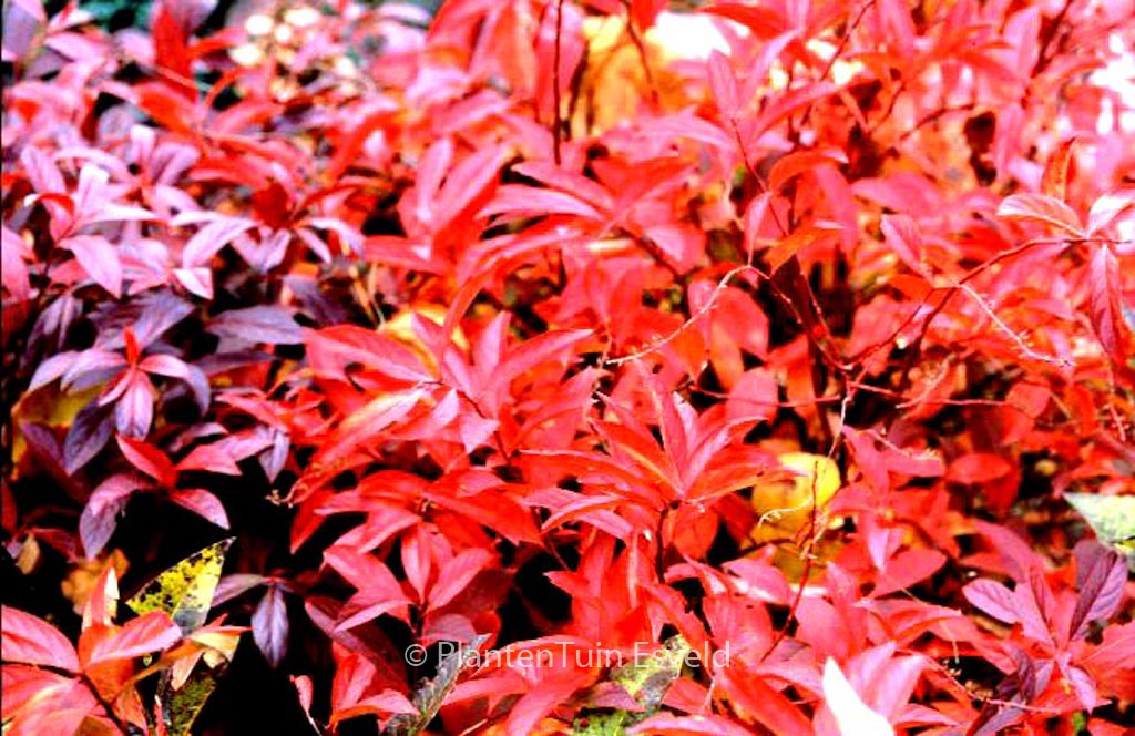 Itea virginica ‚Henry’s Garnet‘