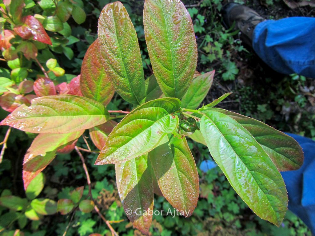 Itea virginica ‚Saturnalia‘