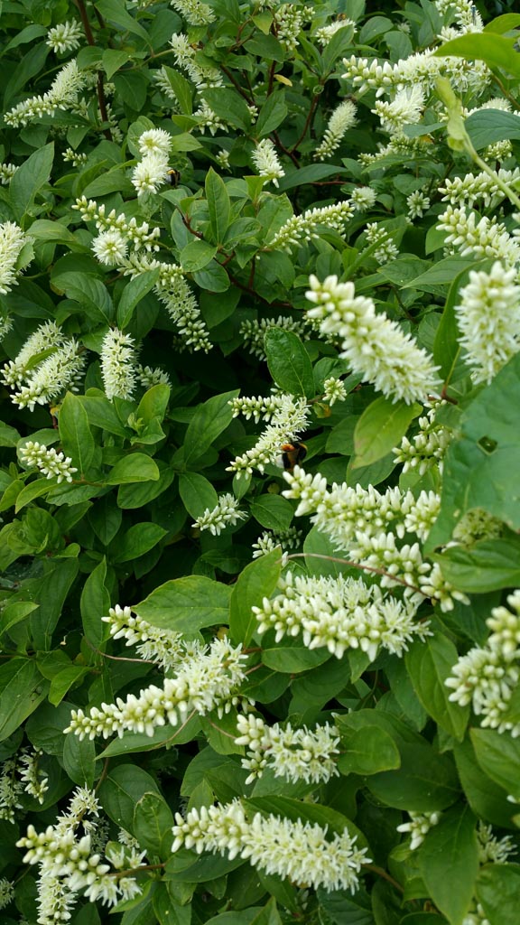 Itea virginica ‚Sprich‘ (LITTLE HENRY)