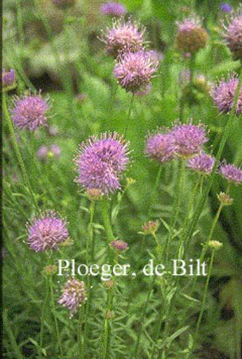 Jasione laevis ‚Blaulicht‘