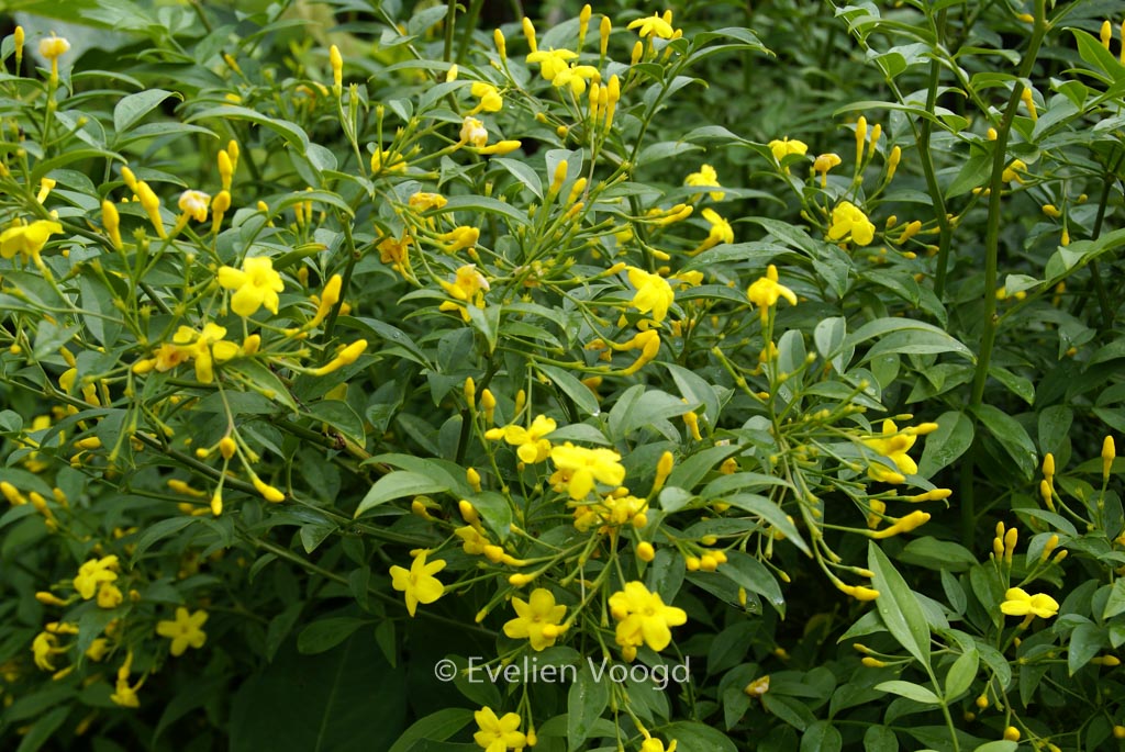 Jasminum humile ‚Revolutum‘