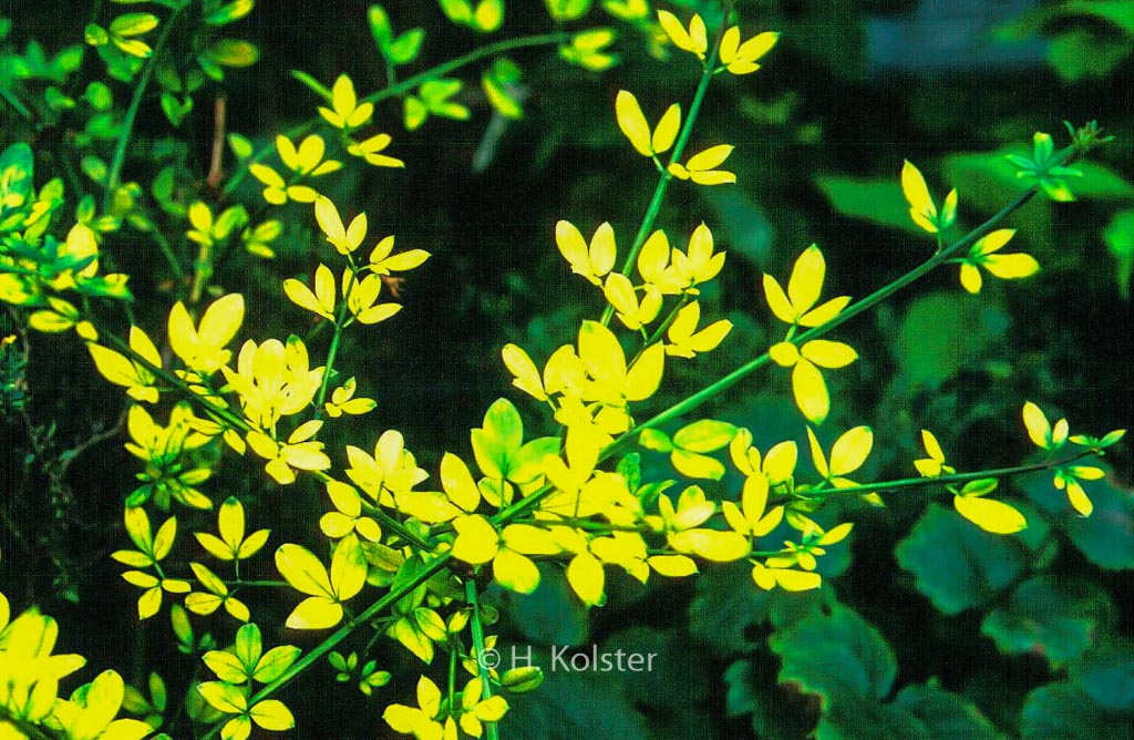 Jasminum nudiflorum ‚Aureum‘
