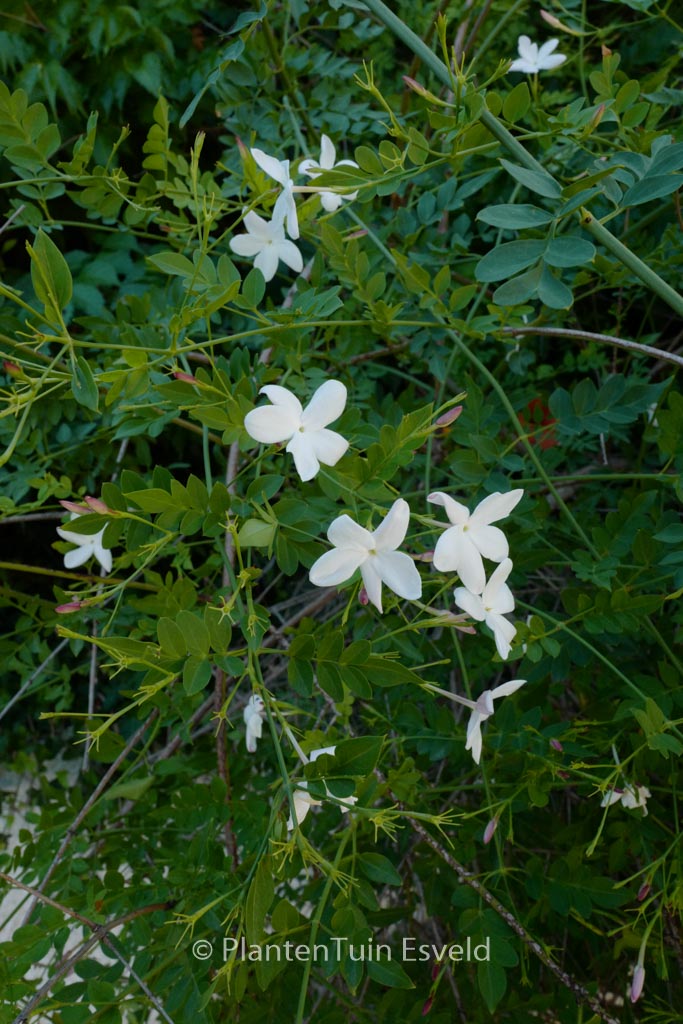 Jasminum officinale