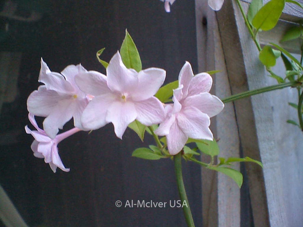 Jasminum stephanense