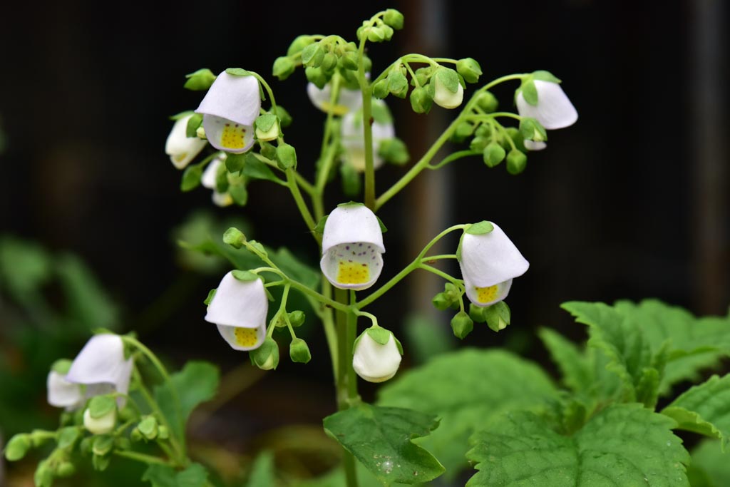 Jovellana punctata