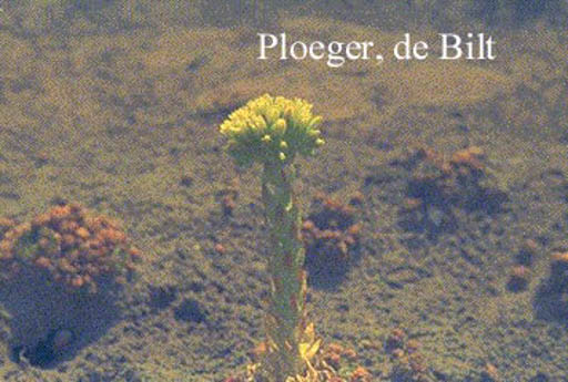 Jovibarba sobolifera ‚Green Globe‘