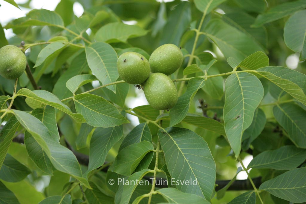 Juglans regia ‚Broadview‘