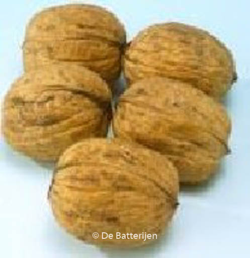 Juglans regia ‚Buccaneer‘