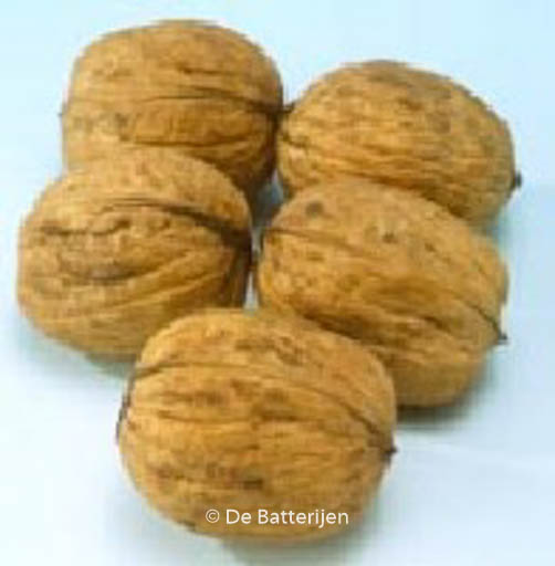 Juglans regia ‚Coenen‘