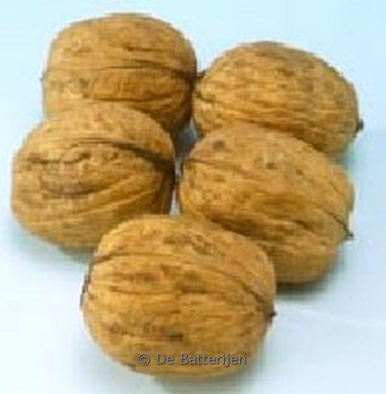 Juglans regia ‚Plovdivski‘