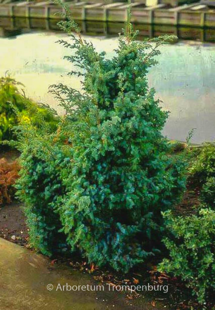 Juniperus chinensis ‚Blue Alps‘