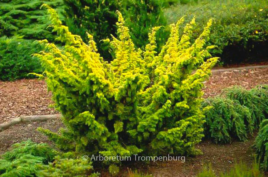 Juniperus chinensis ‚Plumosa Aurea‘