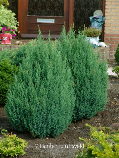 Juniperus chinensis ‚Stricta‘