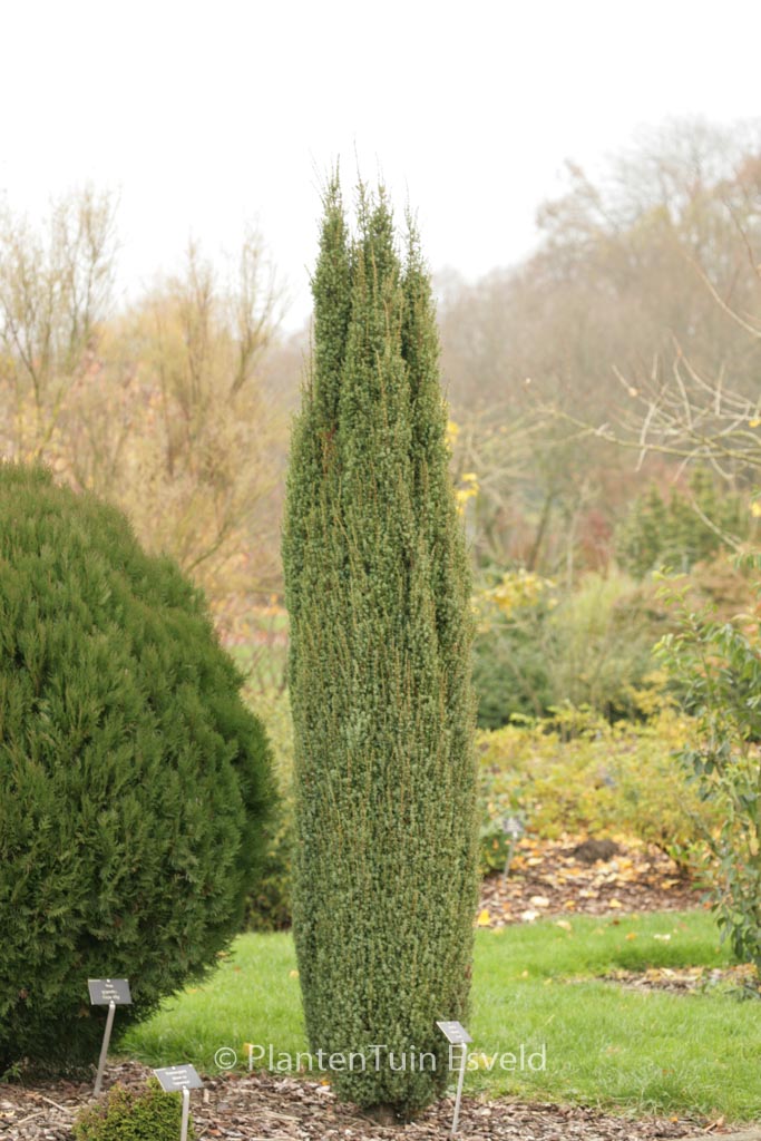 Juniperus communis ‚Arnold‘