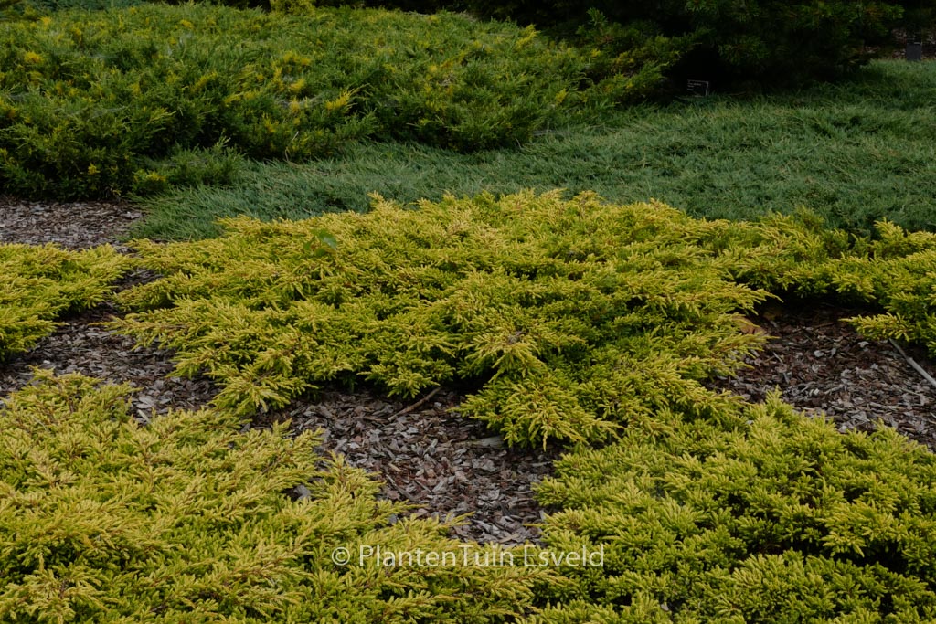 Juniperus communis ‚Goldschatz‘