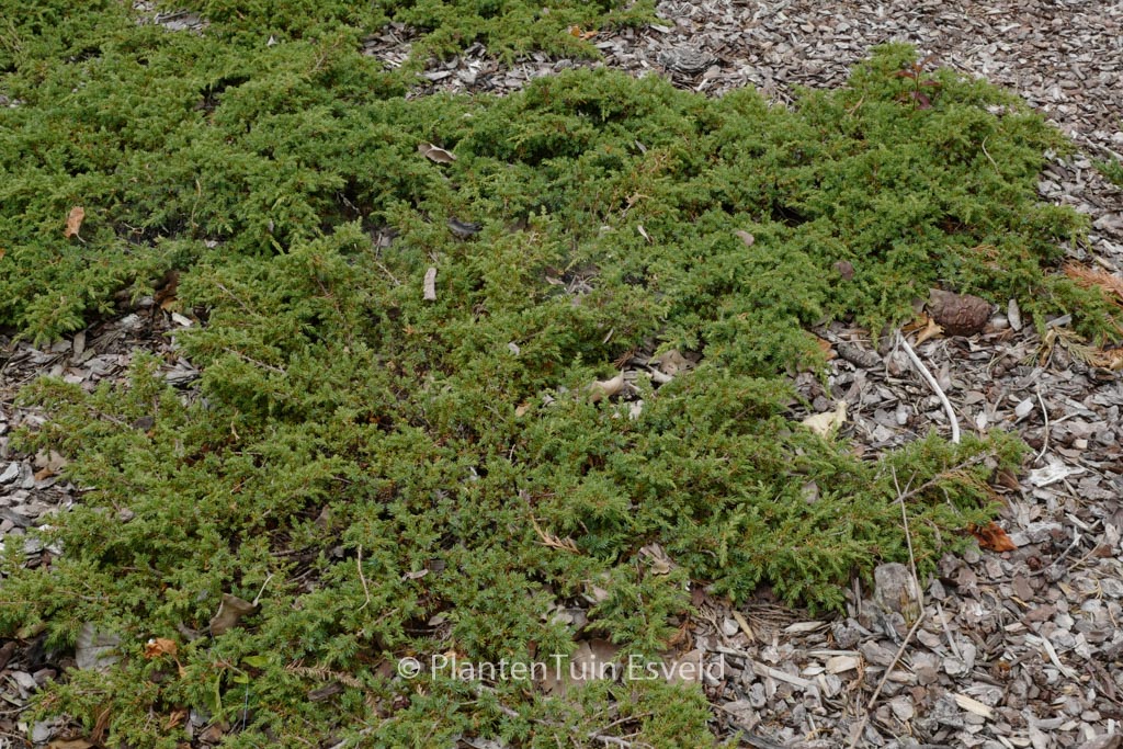 Juniperus communis ‚Green Carpet‘