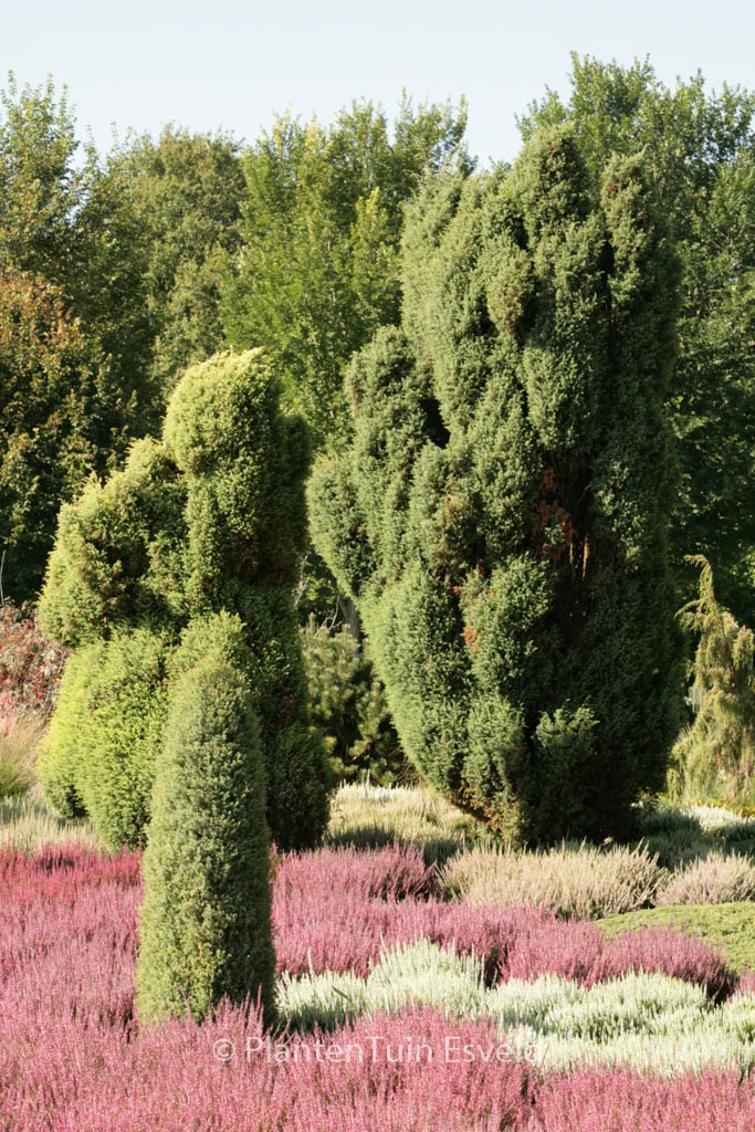 Juniperus communis ‚Hibernica‘