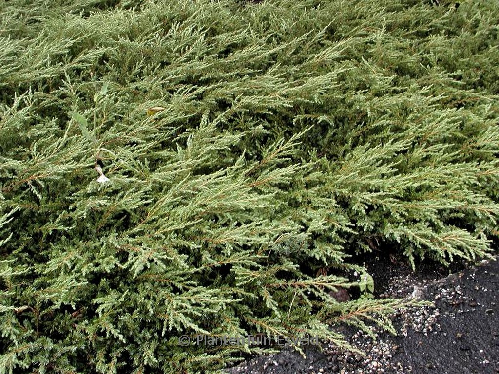 Juniperus communis ‚Repanda‘