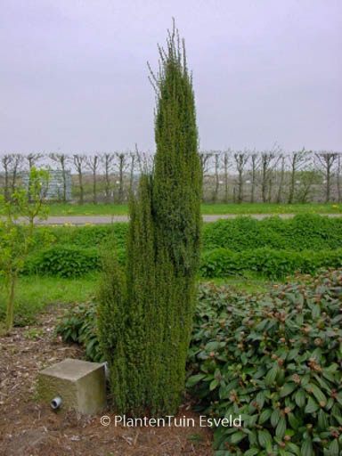 Juniperus communis ‚Sentinel‘