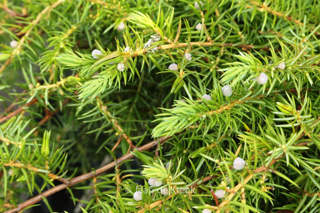 Juniperus conferta ‚Schlager‘