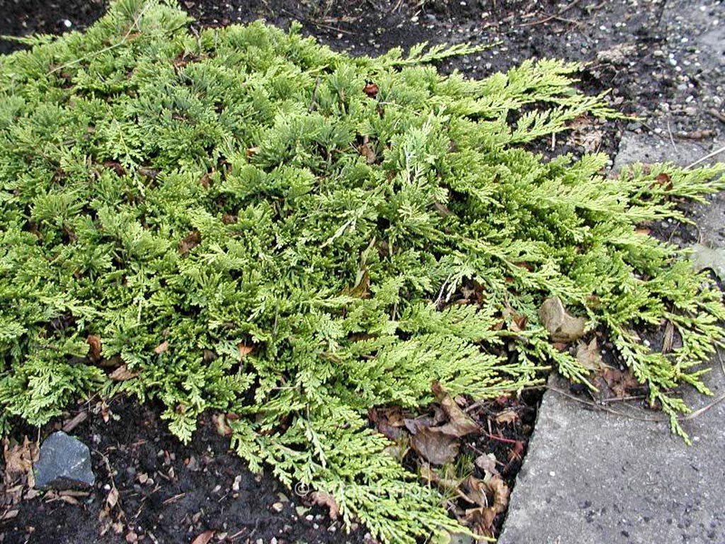 Juniperus horizontalis ‚Golden Carpet‘