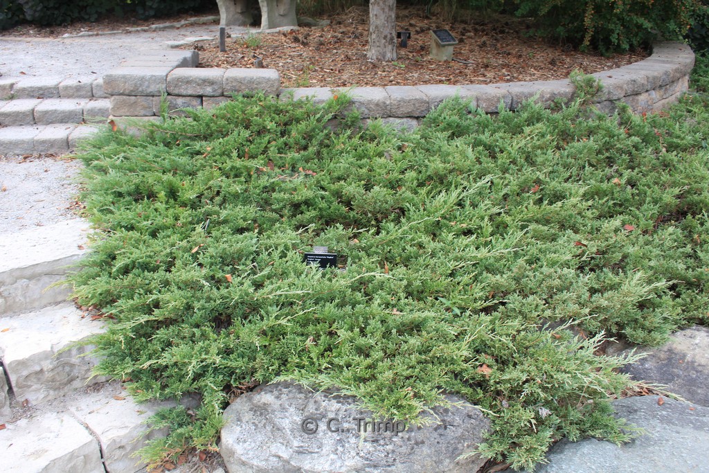 Juniperus horizontalis ‚Hughes‘