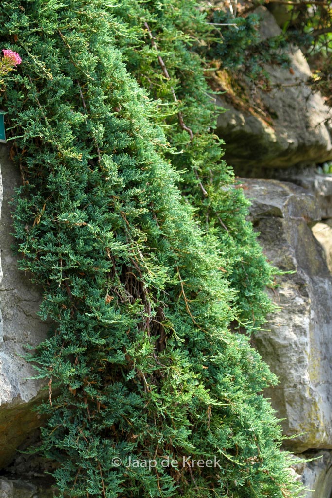 Juniperus horizontalis ‚Wiltonii‘