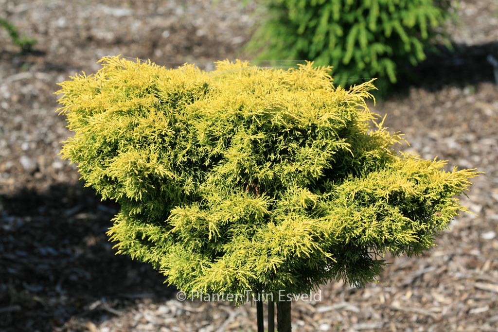 Juniperus pfitzeriana ‚Gold Star‘
