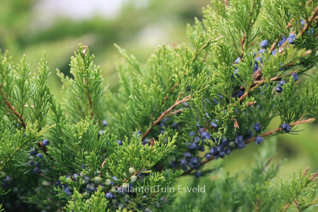 Juniperus pfitzeriana ‚Mint Julep‘