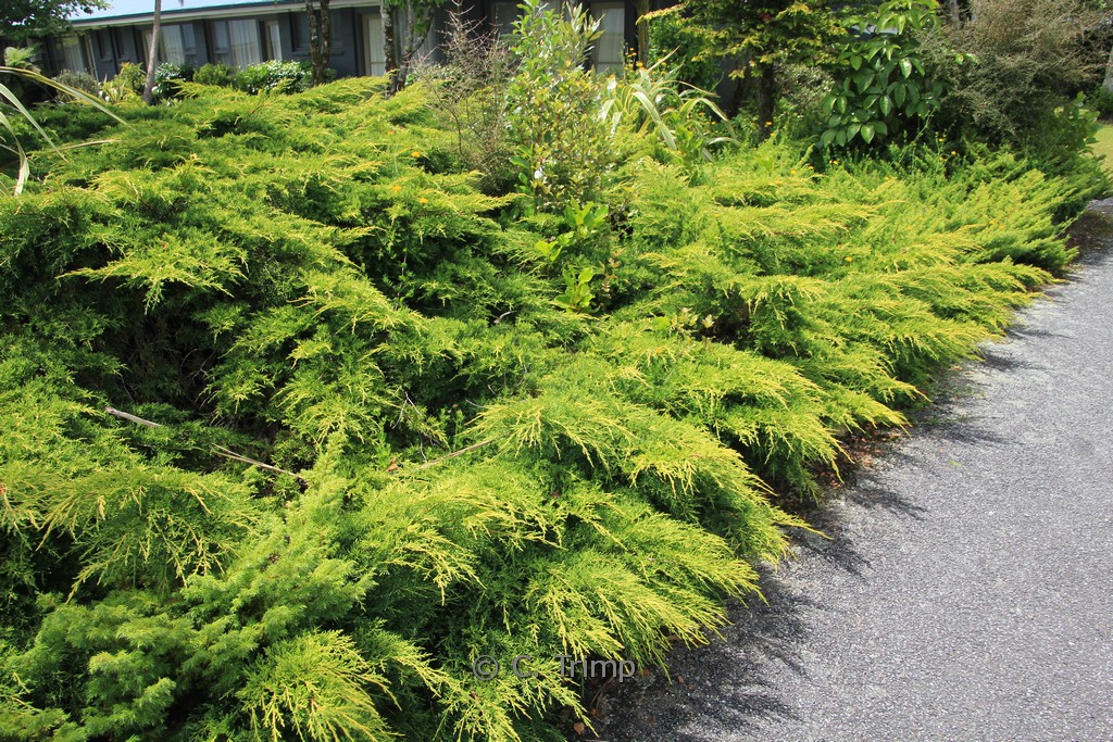 Juniperus pfitzeriana ‚Old Gold‘