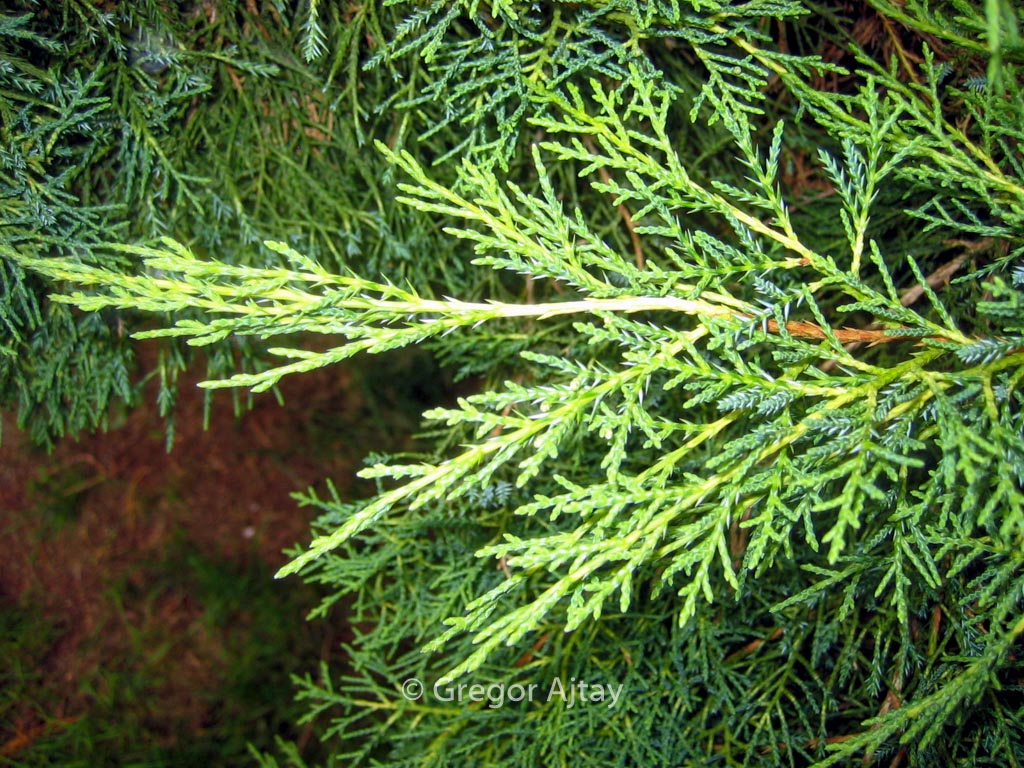 Juniperus pfitzeriana ‚Pfitzeriana Aurea‘