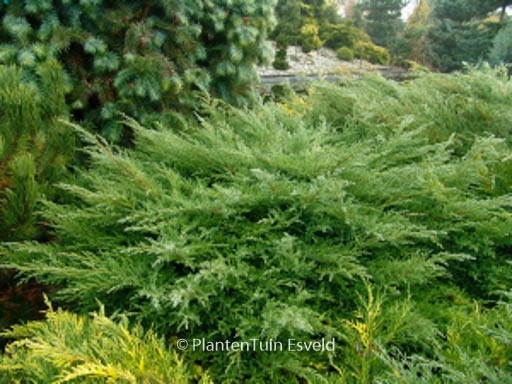 Juniperus pfitzeriana ‚Pfitzeriana Compacta‘