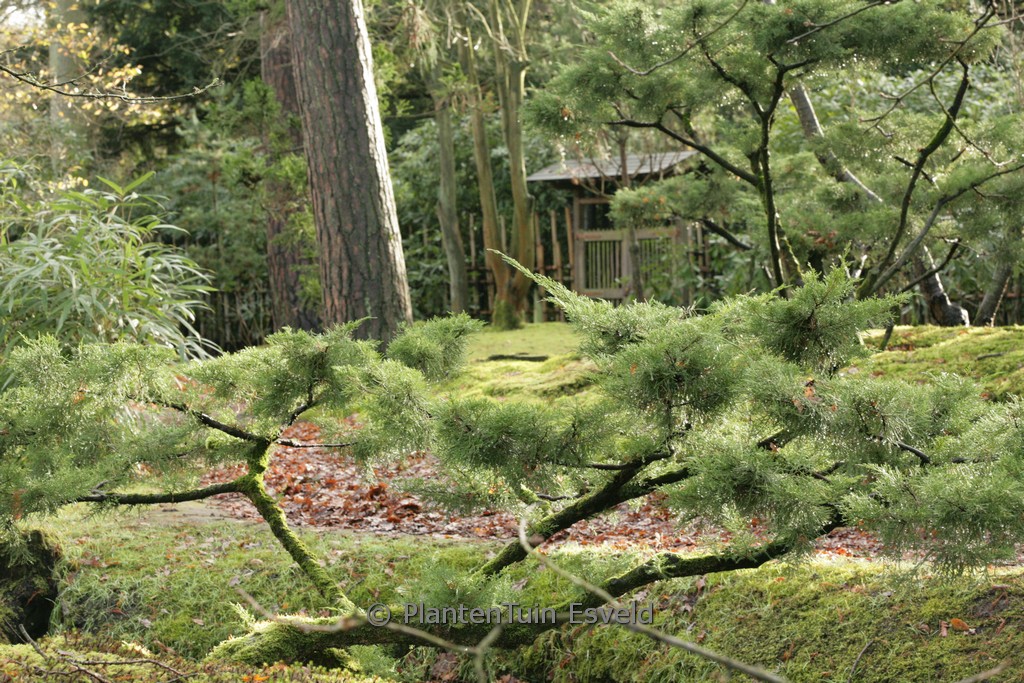 Juniperus pfitzeriana ‚Wilhelm Pfitzer‘