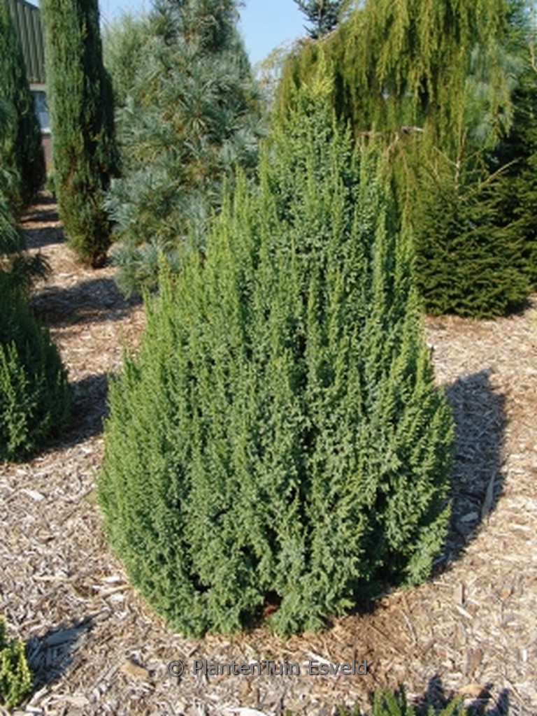 Juniperus pingii ‚Loderi‘