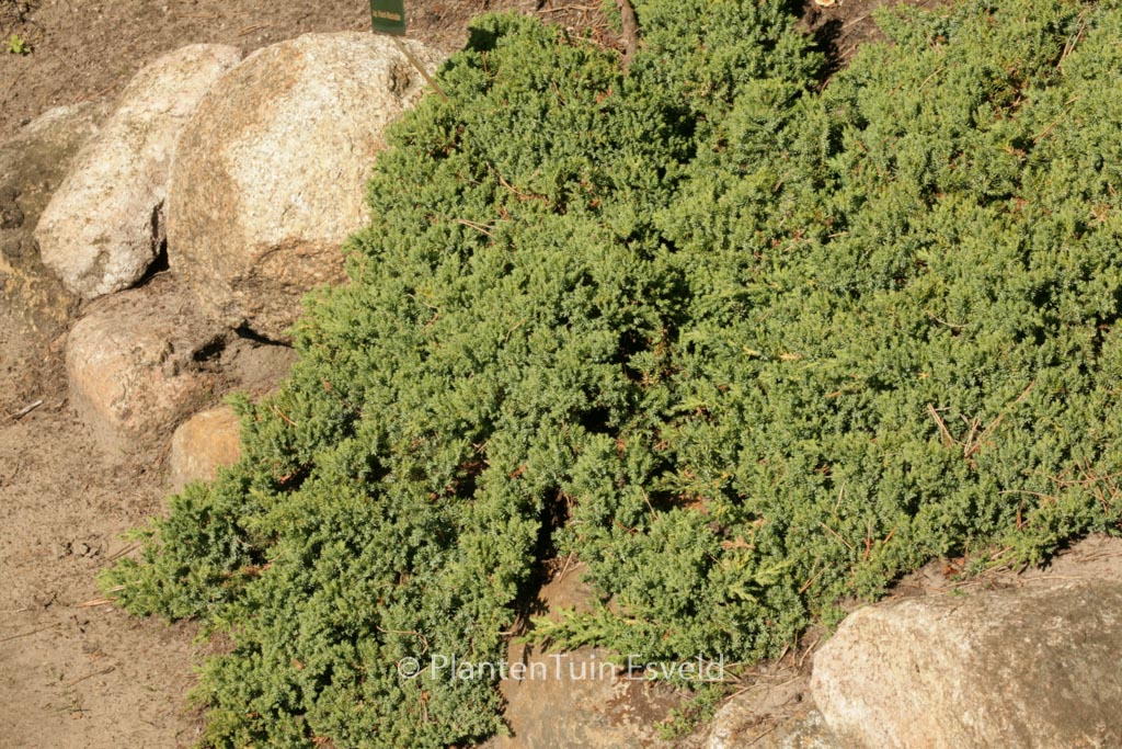 Juniperus procumbens ‚Nana‘