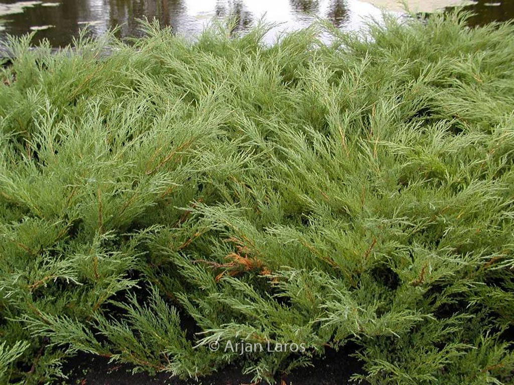 Juniperus sabina ‚Hicksii‘