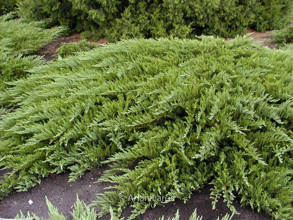 Juniperus sabina ‚Tamariscifolia‘