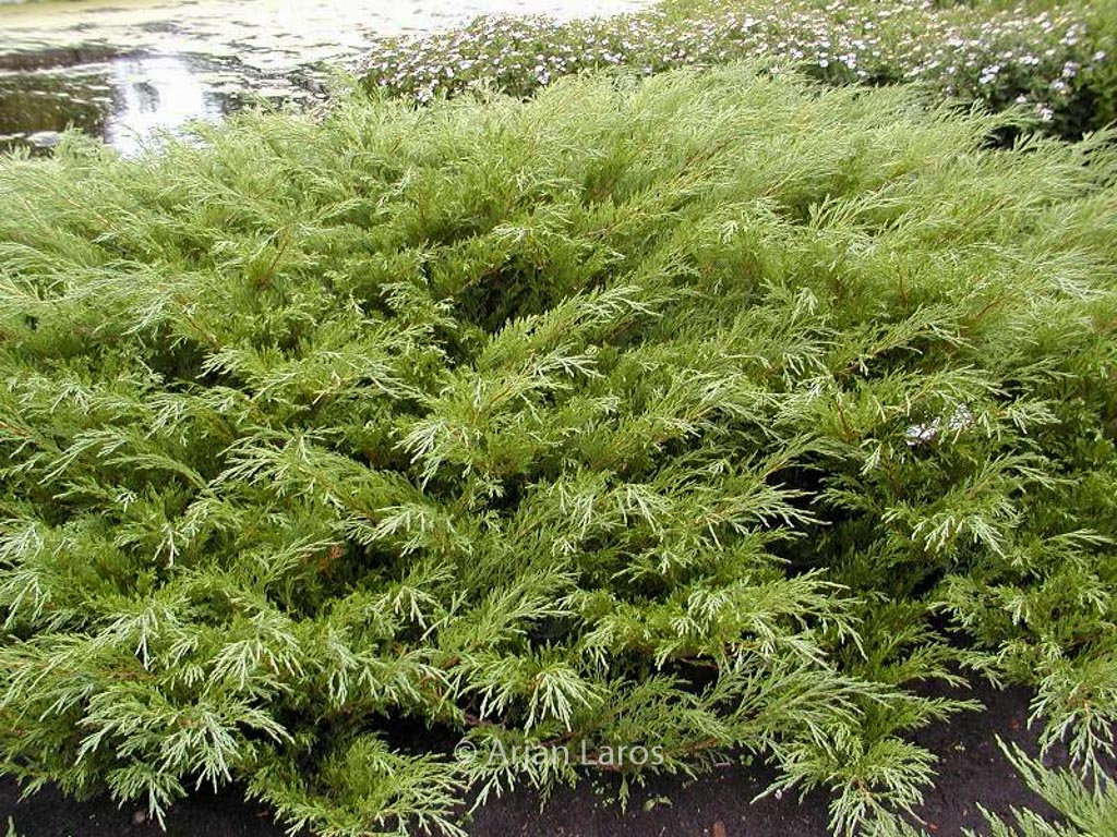 Juniperus sabina