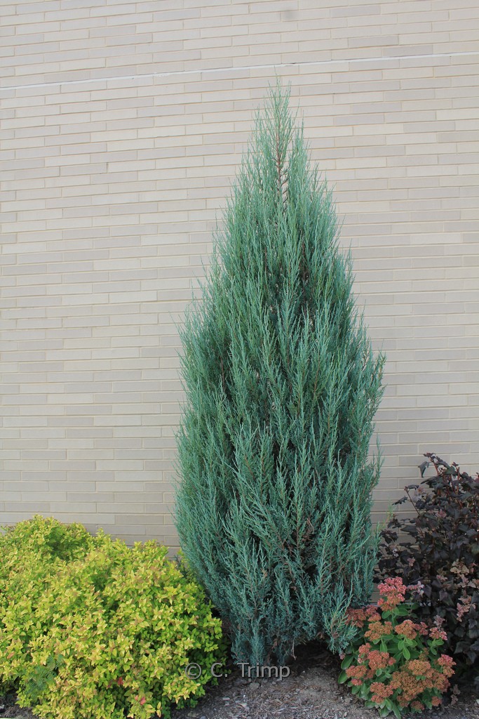 Juniperus scopulorum ‚Blue Arrow‘