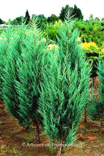 Juniperus scopulorum ‚Moonglow‘