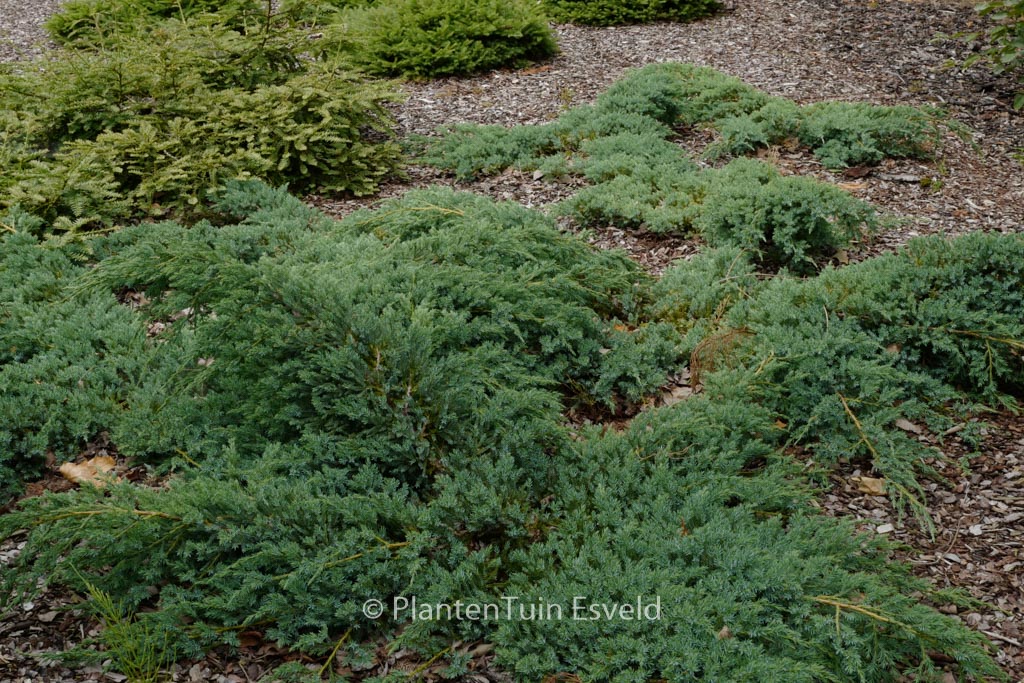 Juniperus squamata ‚Blue Carpet‘
