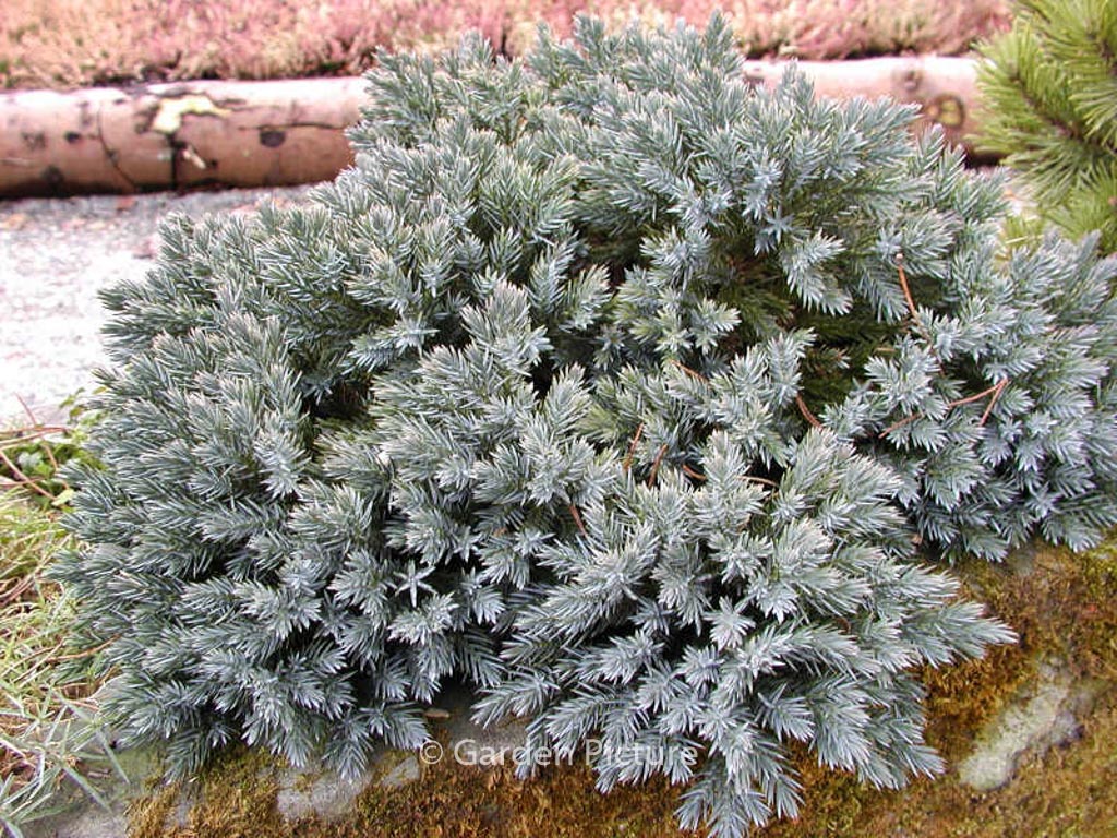 Juniperus squamata ‚Blue Star‘
