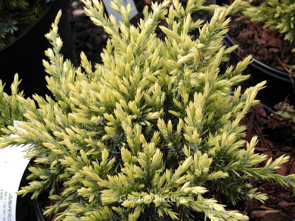 Juniperus squamata ‚Holger‘